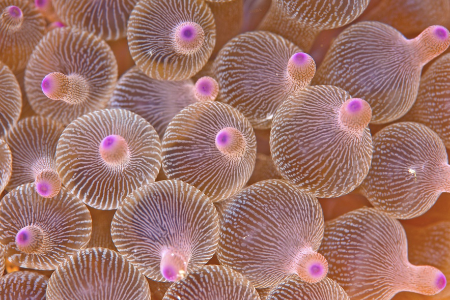 anemones